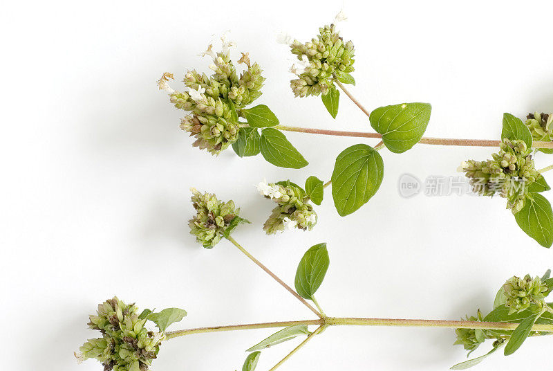 新鲜香草:马乔兰(Origanum vulgare)